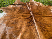 Load image into Gallery viewer, 01. Brindle white belly  Cowhide