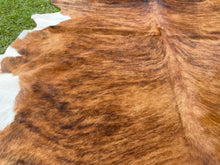 Load image into Gallery viewer, 60. Brindle white belly Cowhide