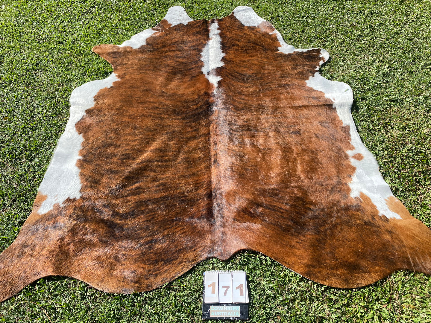 a171. Brindle white belly Cowhide