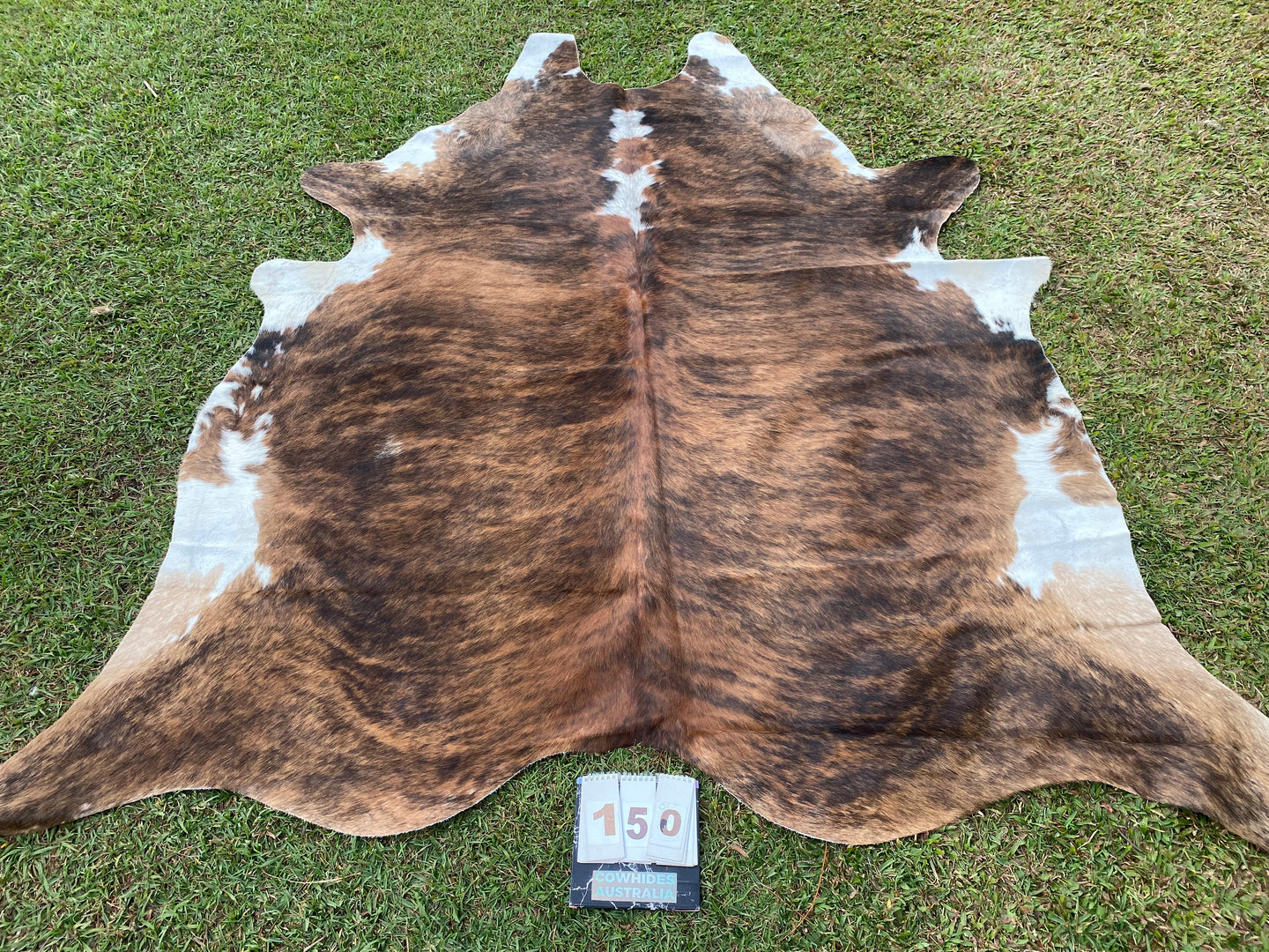 a150. Brindle White belly Cowhide