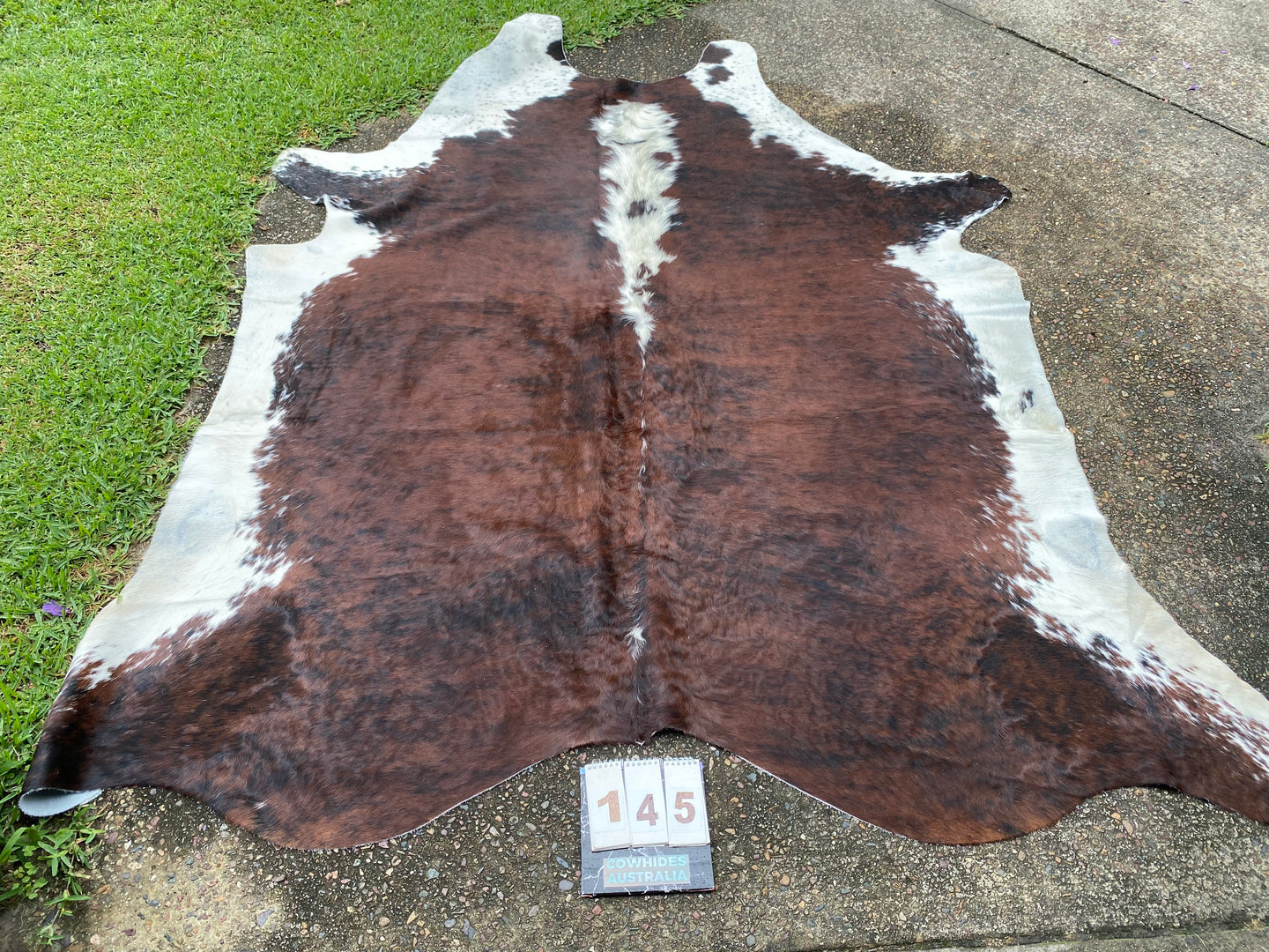 a145 Brindle and White Cowhide