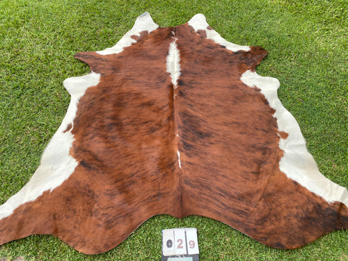 29 brindle white belly Cowhide