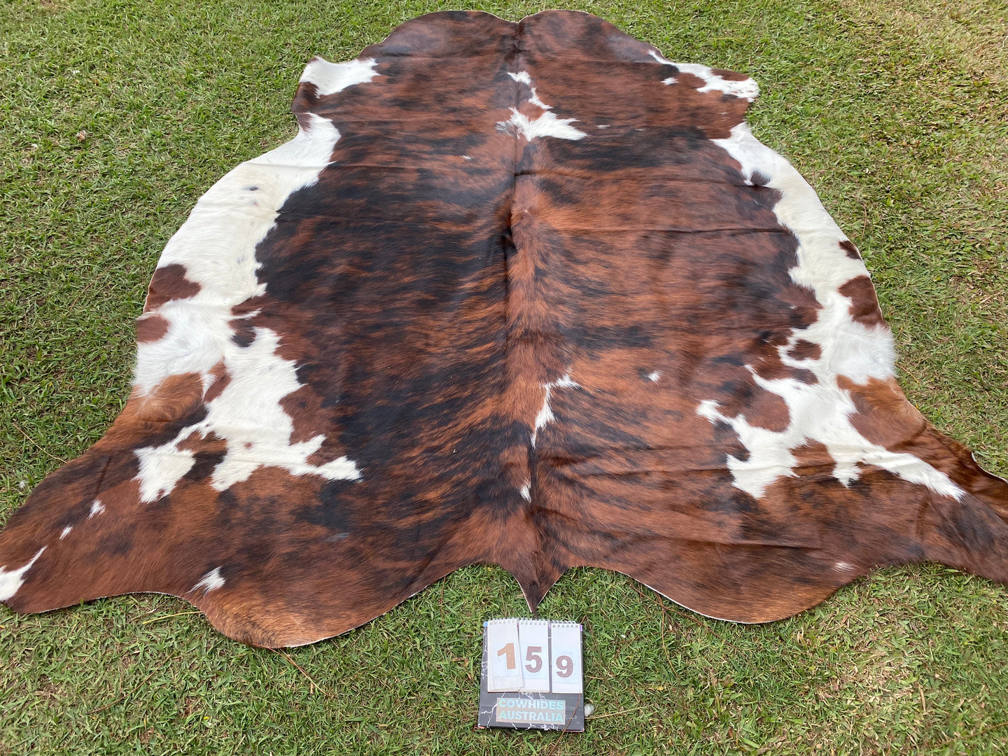 a159. Brindle white belly speckled Cowhide