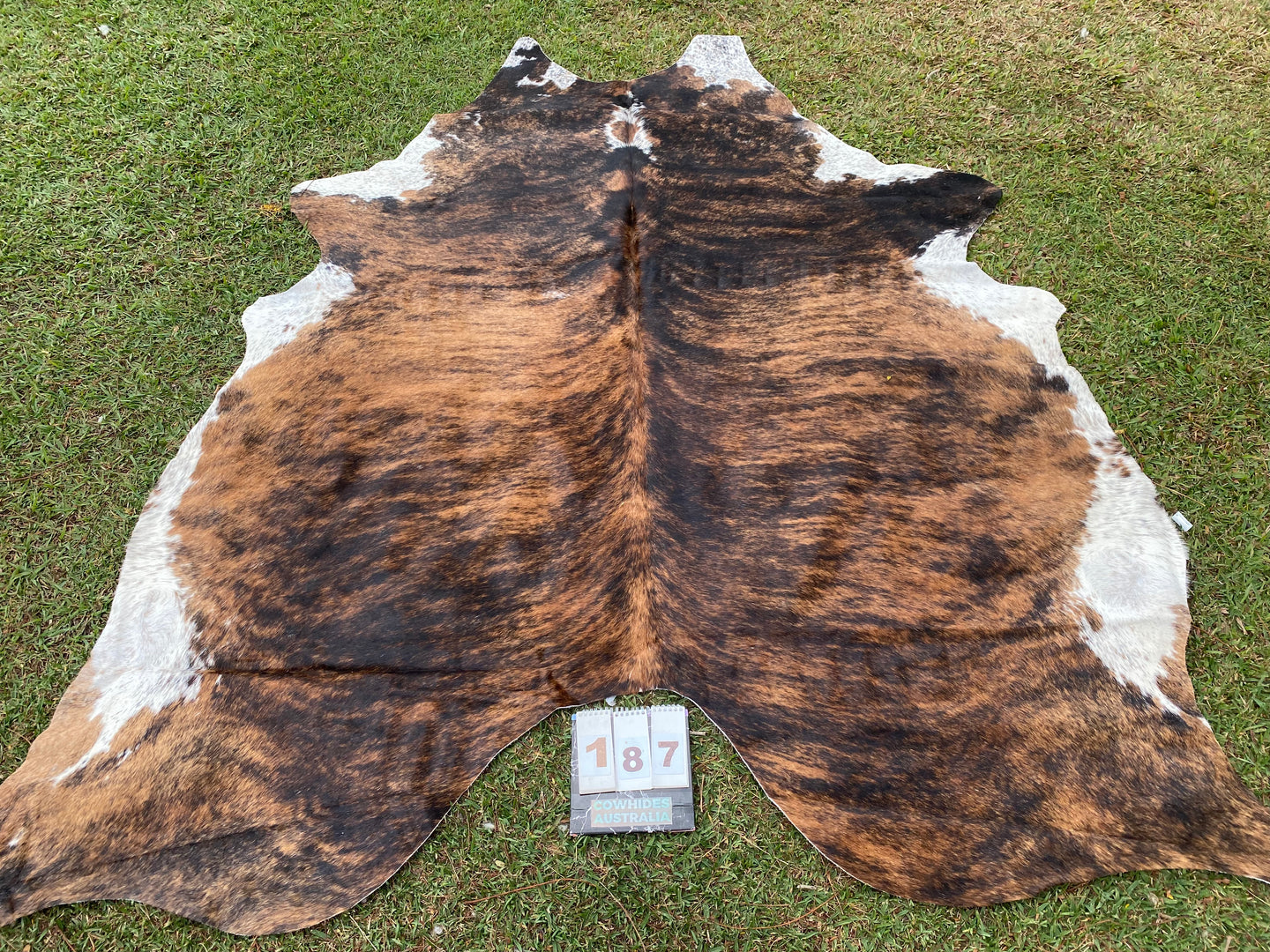 a187. Brindle white belly Cowhide