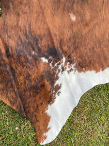 34. Brindle white belly Cowhide