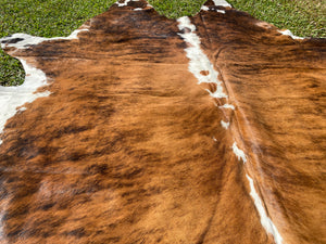 a181. Brindle white belly Cowhide