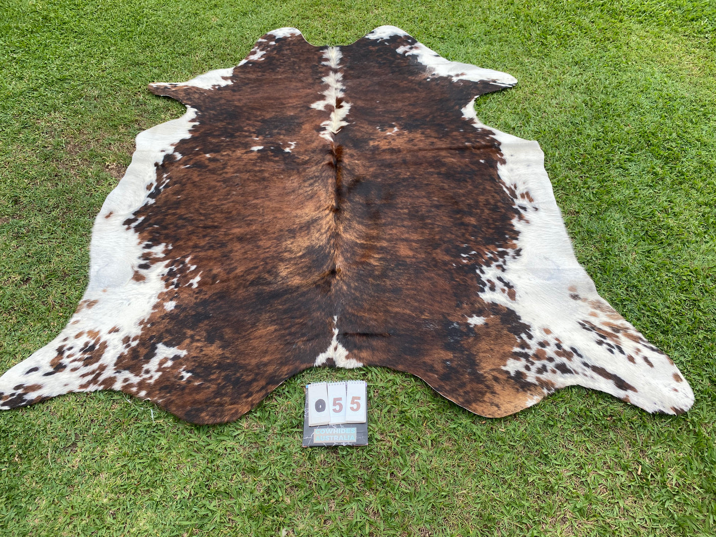 55.Brindle  and white Cowhide