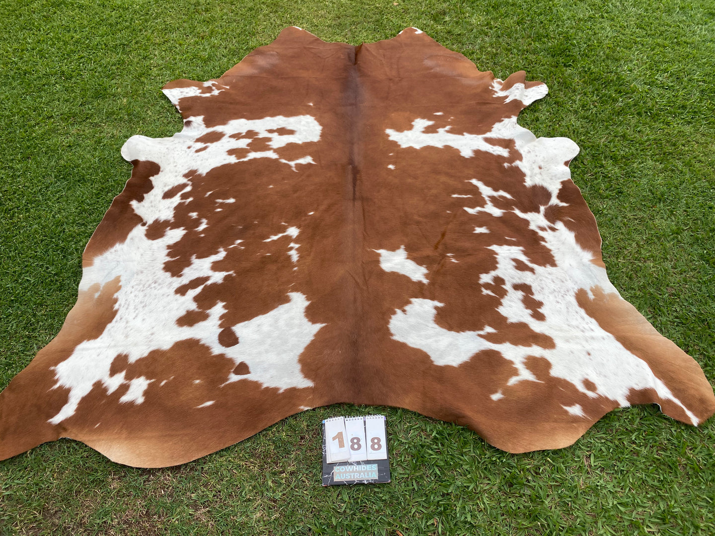 a188. Brindle white belly Cowhide