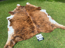 Load image into Gallery viewer, 07. Brindle white belly cowhide