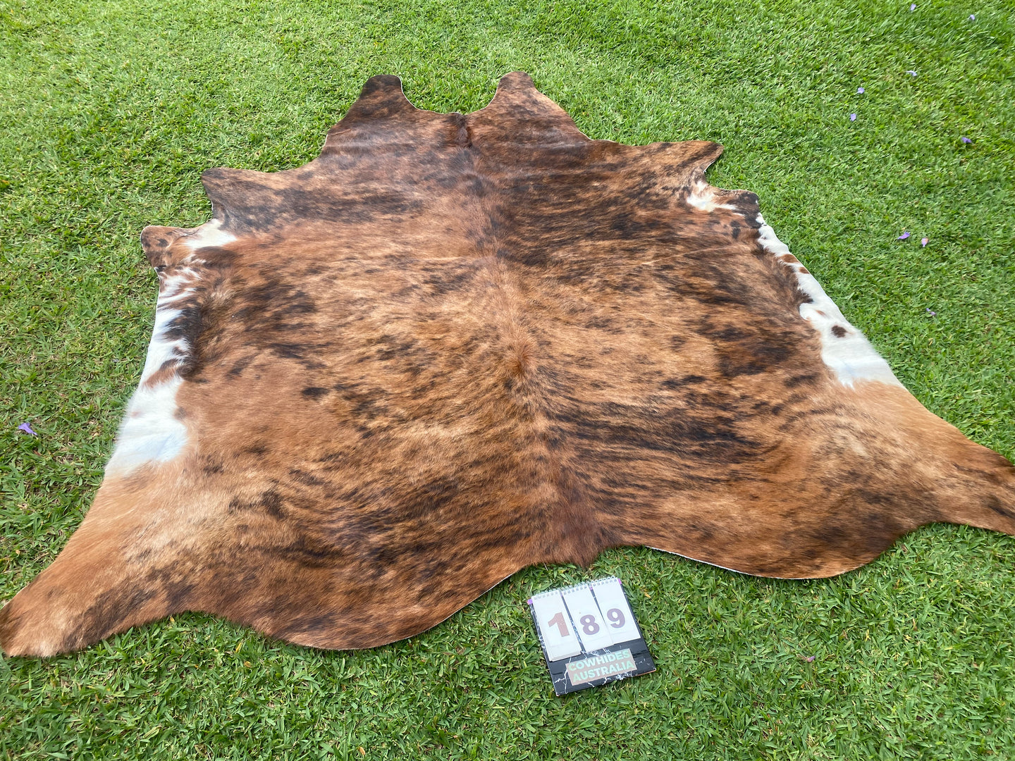 a189. Brindle Cowhide